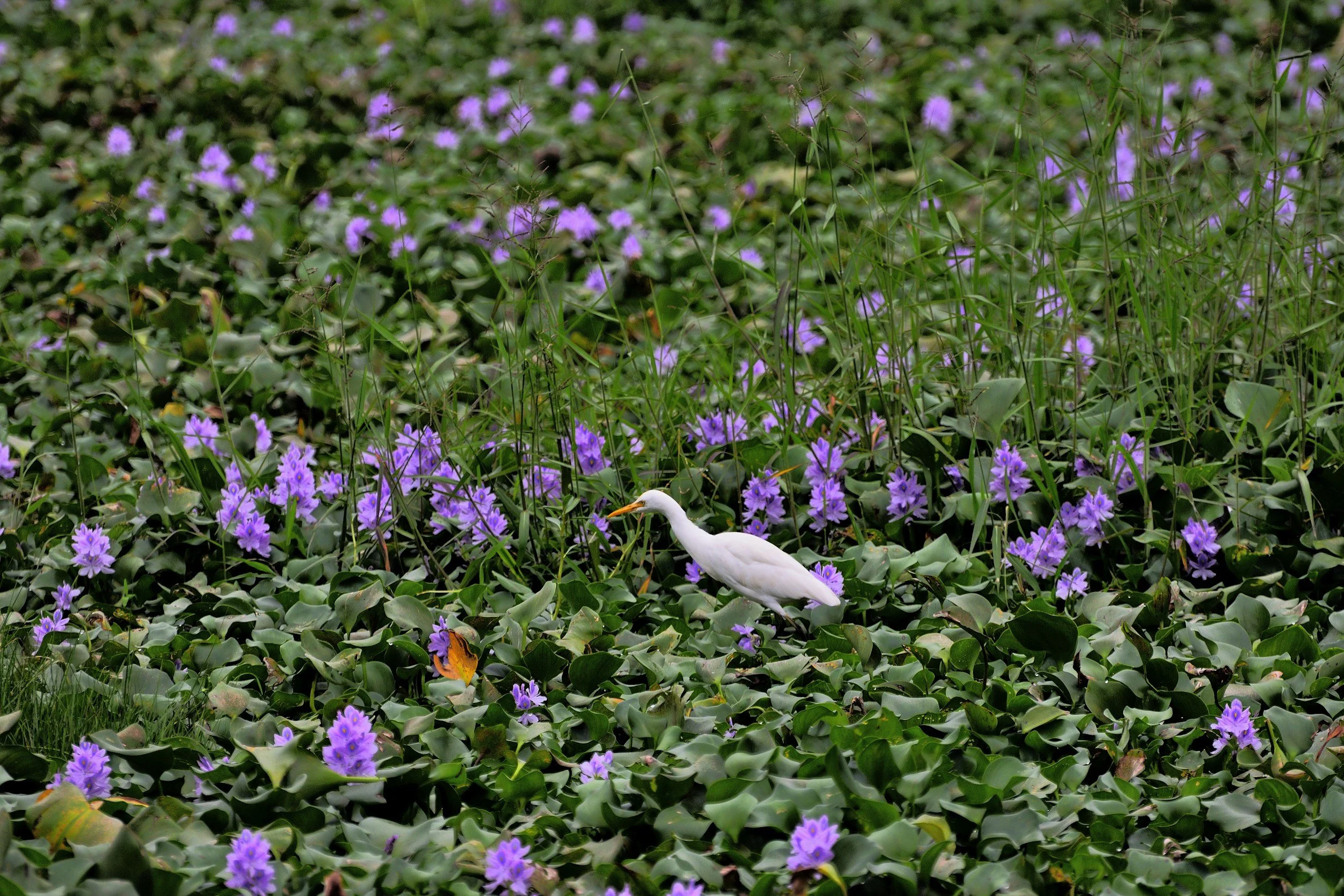 Lake Week Cleanout - Hyacinth