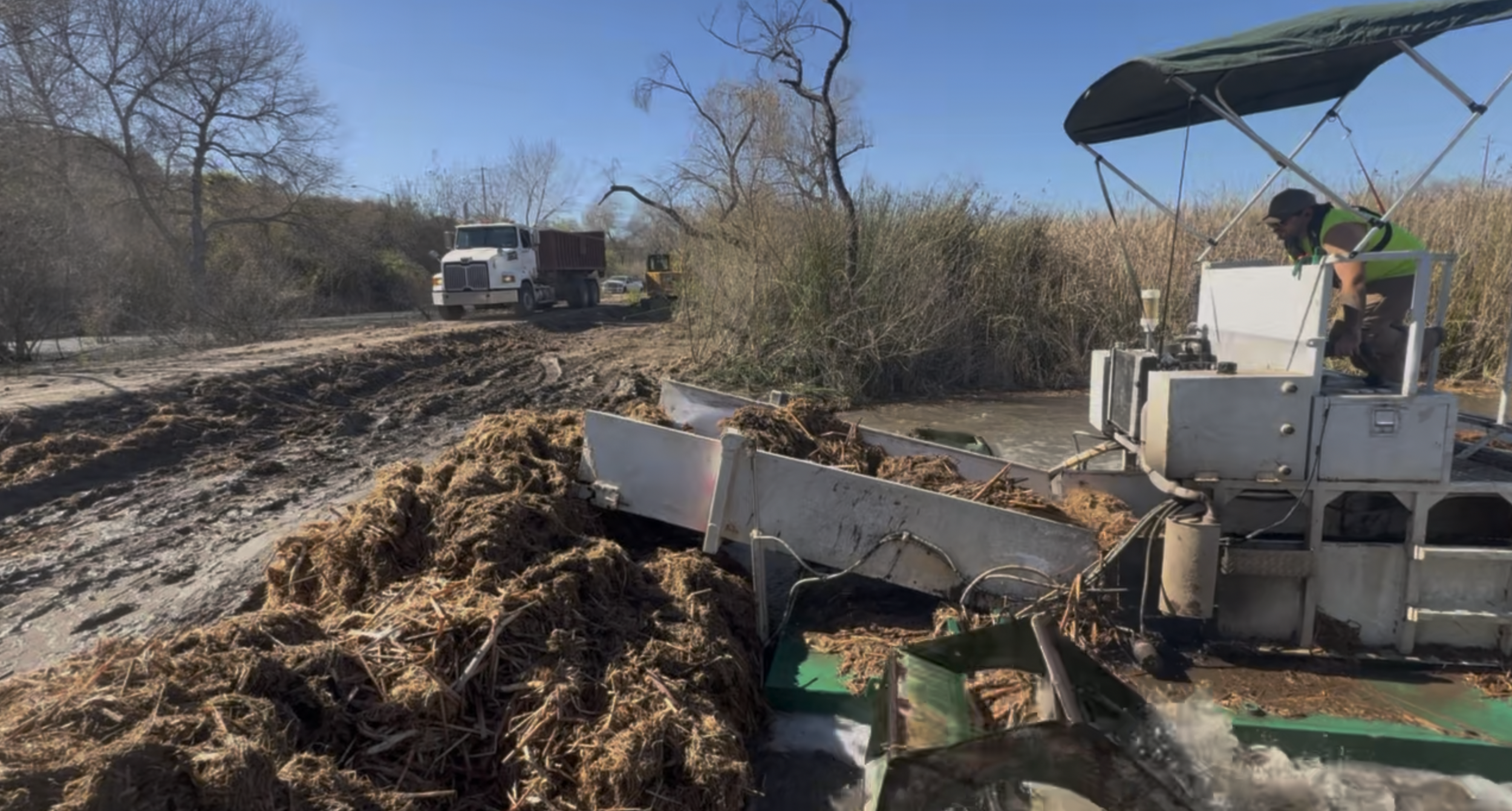 Cattail biomass being loaded and hauled away via trailer for complete off-site disposal