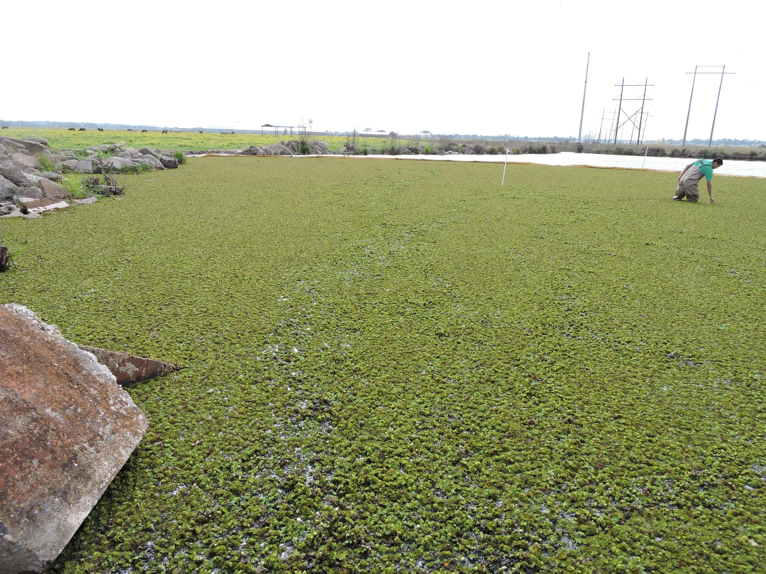 Giant Salvinia Weed removal