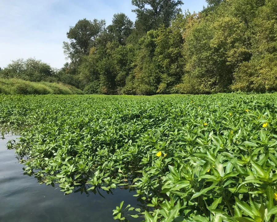 Lake Primrose Weed Removal Services