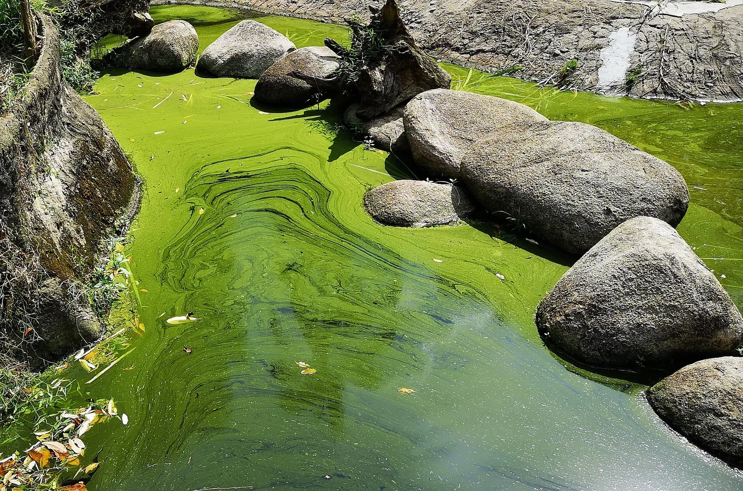 Cyanobacteria blue-green algae bloom on lake — harmful algal bloom (HAB) treatment and removal by licensed aquatic professionals