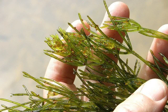 Chara muskgrass algae growing on pond bottom — submersed macroalgae removal and lake weed control services
