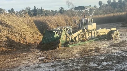 Standard aquatic harvester collecting uprooted cattail biomass for removal