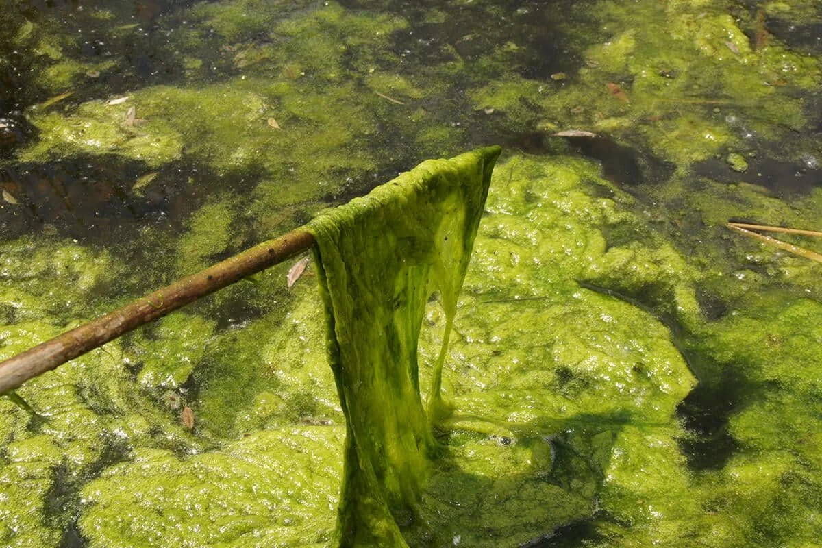 Filamentous algae forming dense green mats on a lake surface — a common aquatic weed problem treated by Aquatic Harvesting
