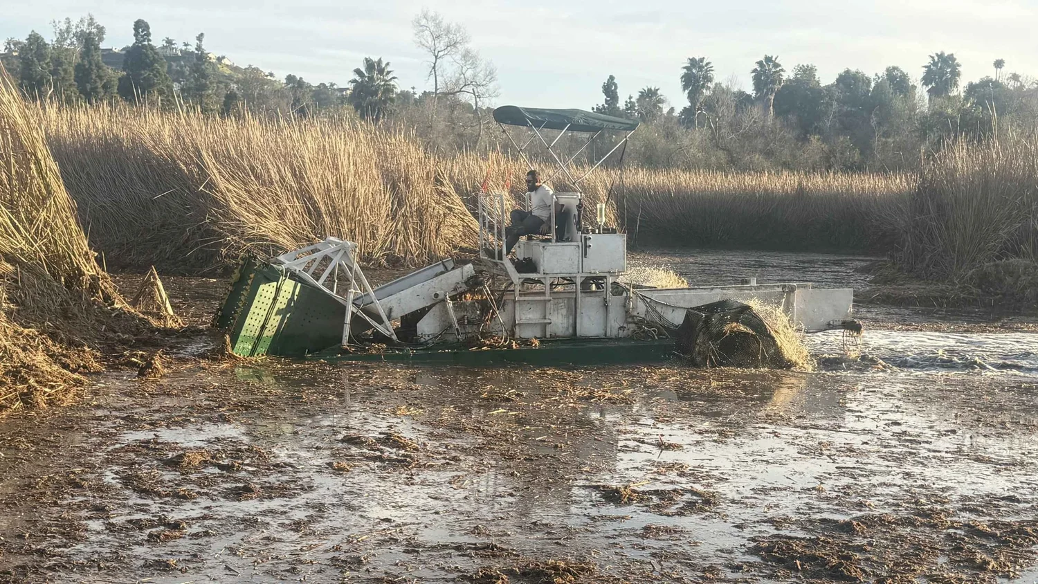 Cattail and invasive vegetation removal from municipal water treatment pond using mechanical harvesting equipment