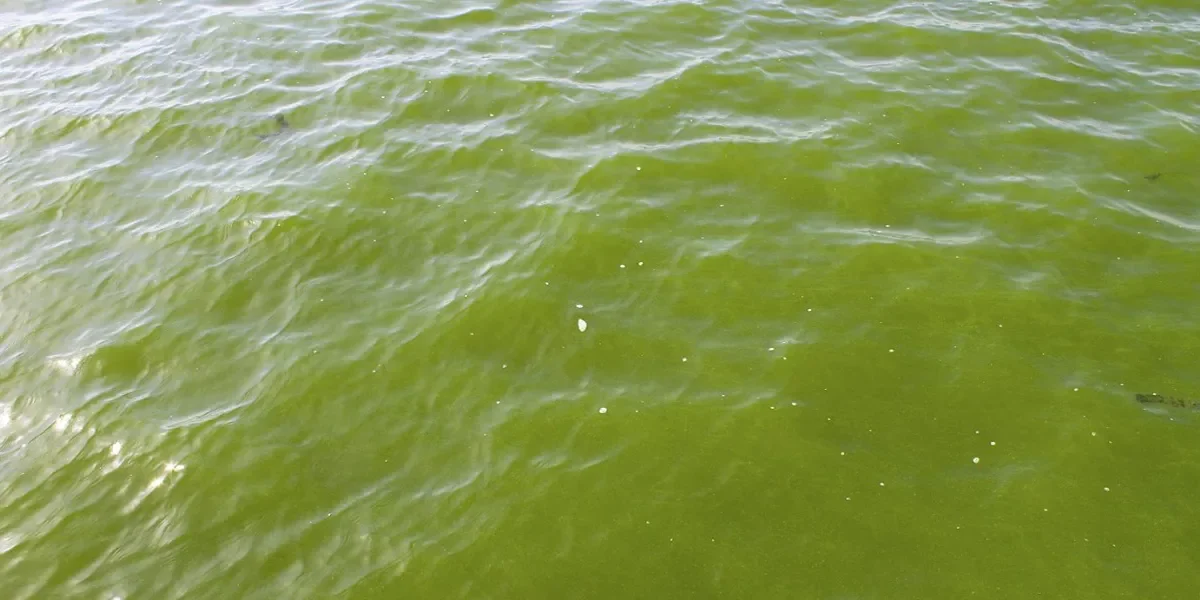 Planktonic algae bloom turning pond water green — microscopic suspended algae controlled through EPA-approved aquatic treatments