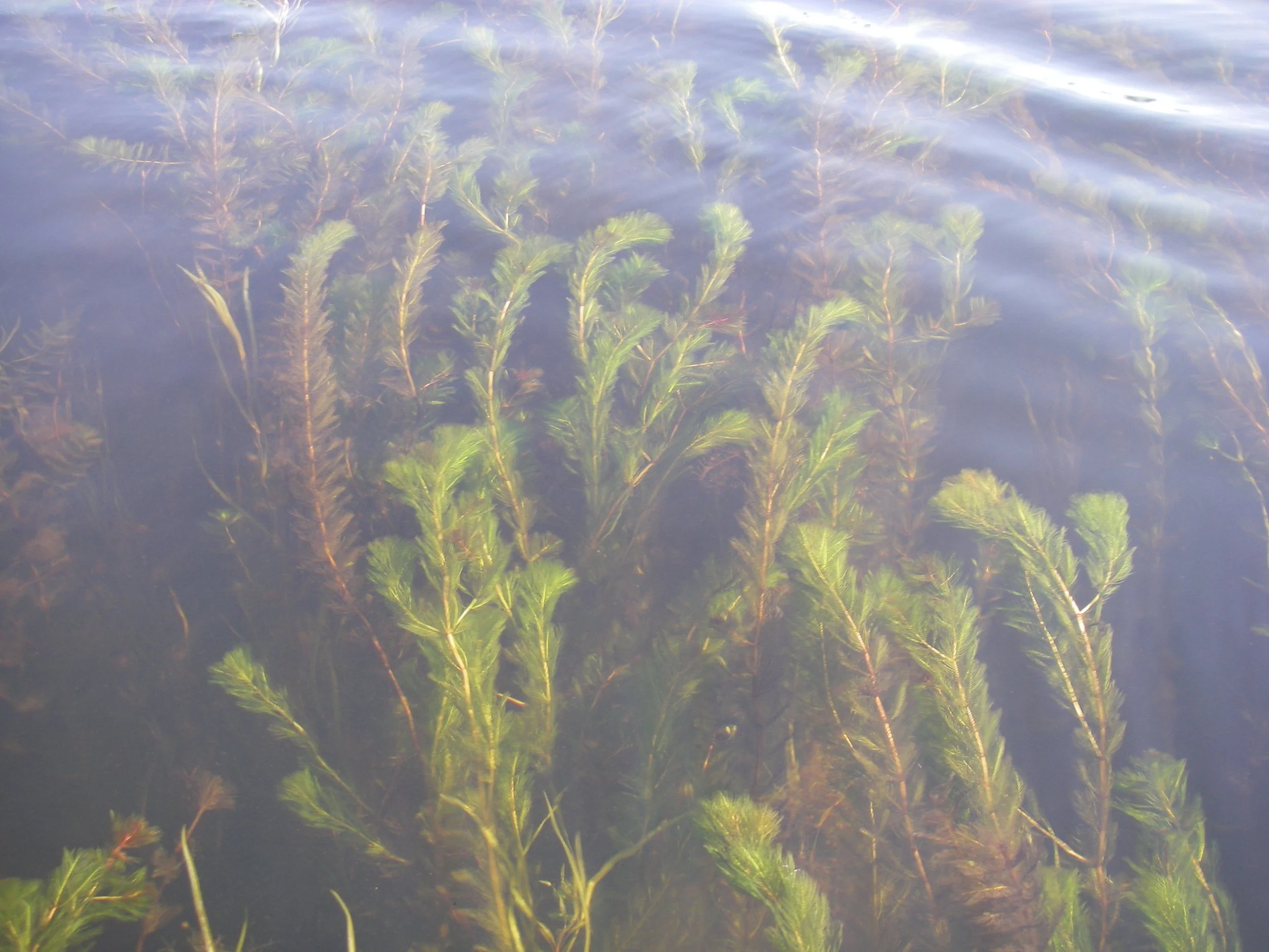 Watermilfoil Weed Removal Services