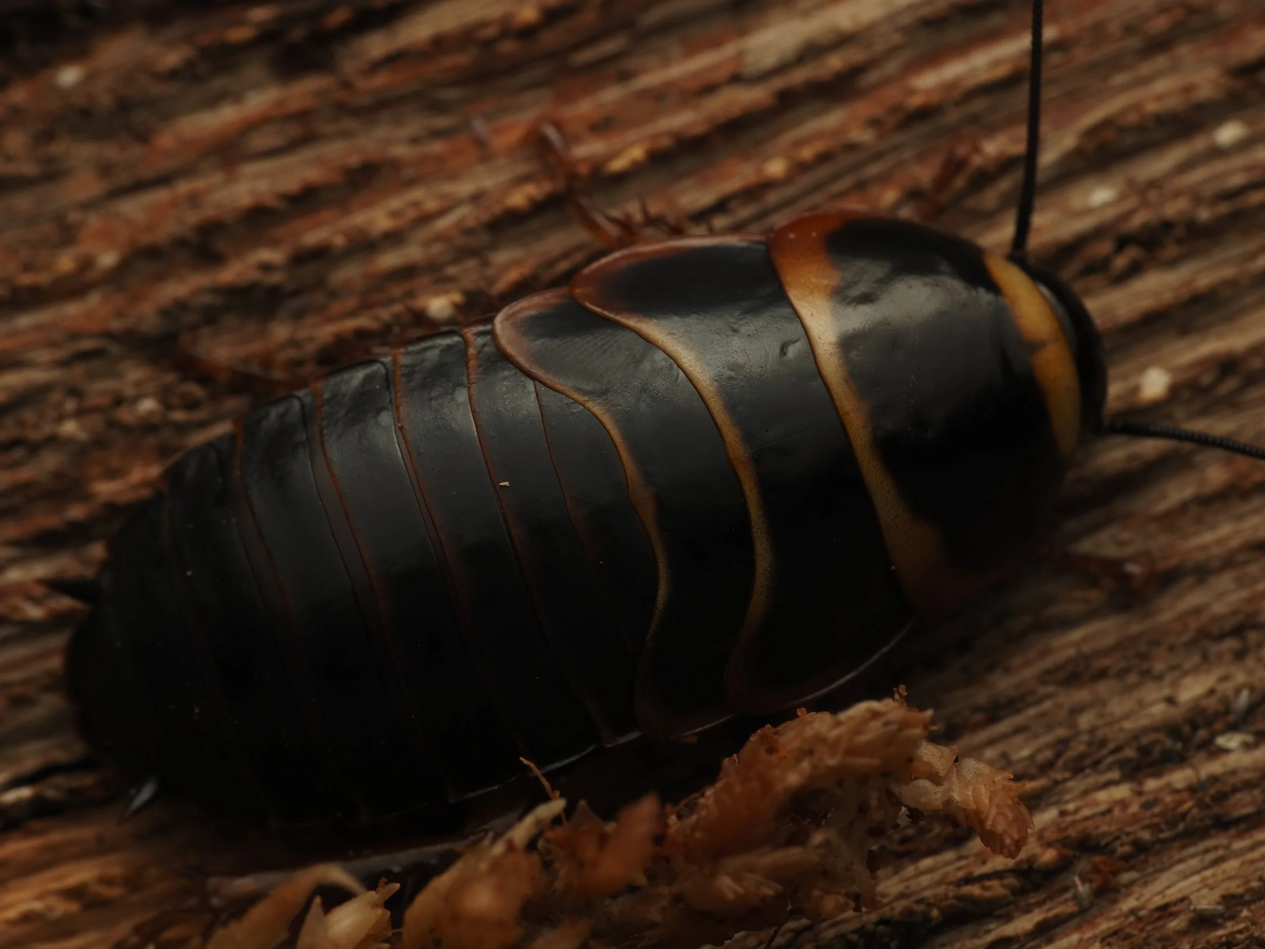 simadoa conisifarum "Extinct Cave Roach" nymph