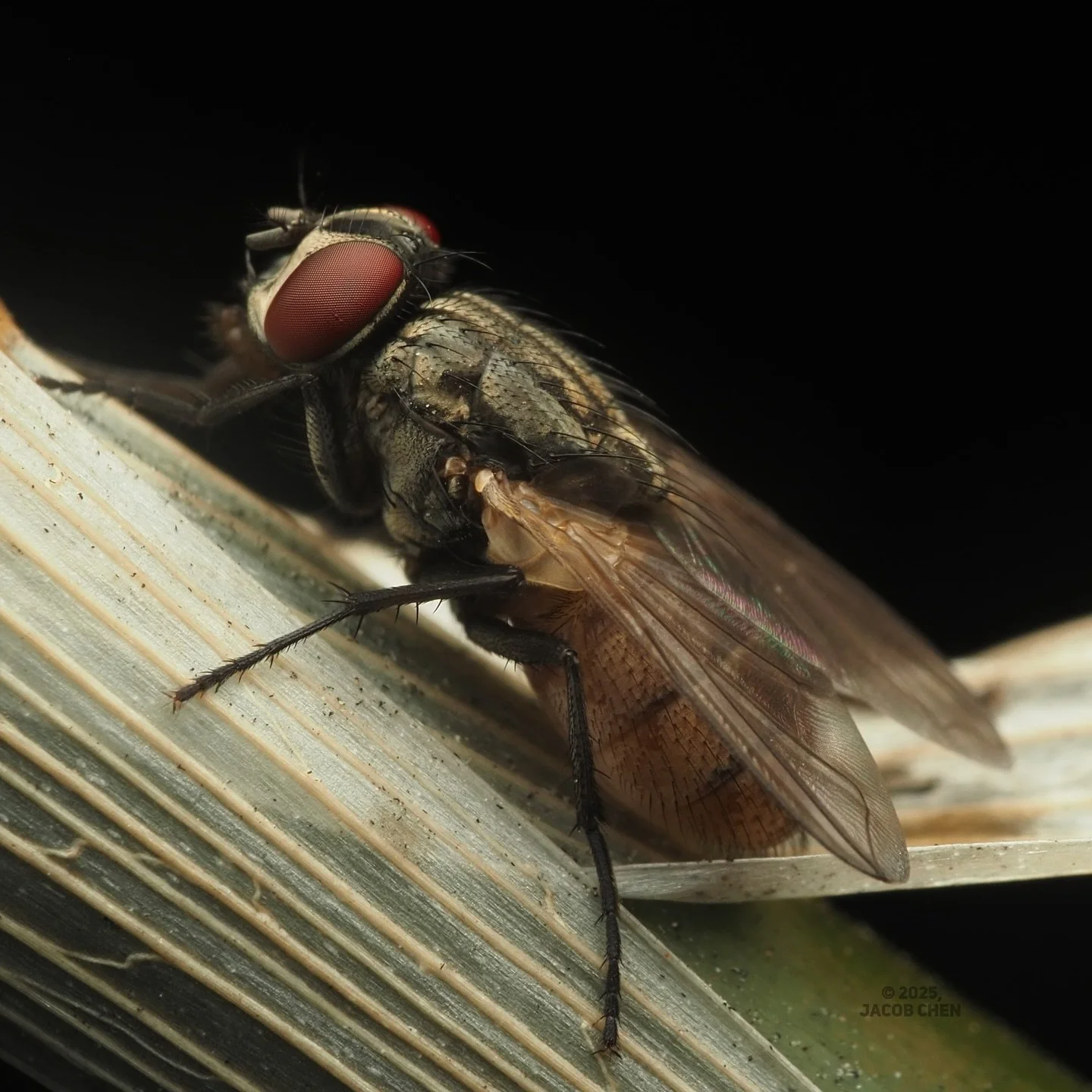 Not the most exciting subject but an amazing macro nonetheless. This is Musca domestica, the common house fly. M. domestica is found all over the world, being a cosmopolitan species thriving in human households and cities. M. domestica is believed to