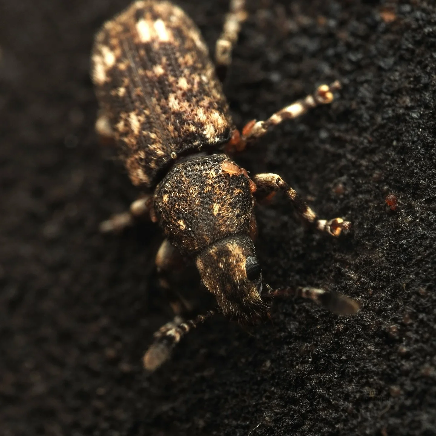 A little late but better late than never for a #weevilwednesday post! This awesome little weevil I saw while walking around Manila is Eucorynus crassicornis, a species of Fungus weevil in the family Anthribidae. E. crassicornis can be found throughou