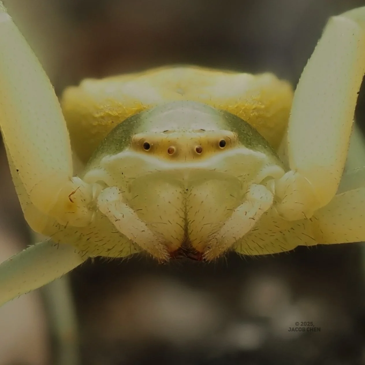 It&rsquo;s #thomisidthursday! I got an awesome stack to share of this beautiful Misumenoides formosipes, the white-banded crab spider. M. formosipes is an ambush predator, similar to many of its relatives in the large family Thomisidae, preying upon 