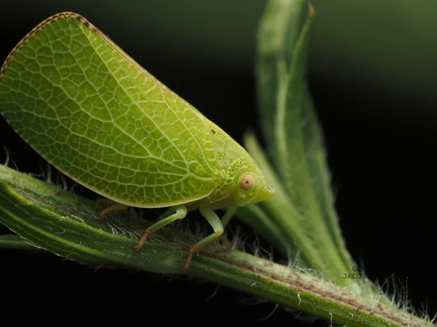Not a shot from my trip in Manila but an awesome insect nonetheless. This is Acanalonia conica, the Green Cone-headed Planthopper, a species of acanaloniid plant hopper in the family Acanaloniidae. A. conica is a stunning US native species of plant h