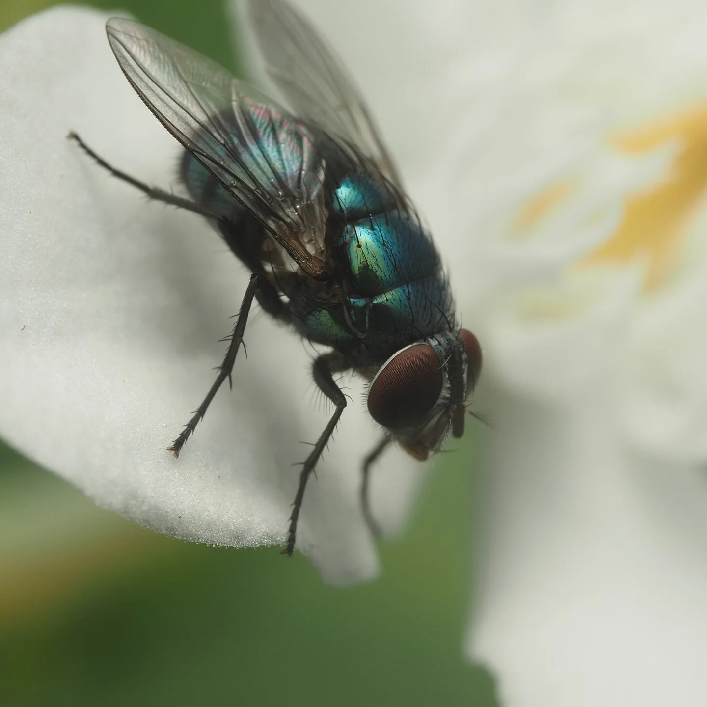 Despite its &ldquo;common-looking&rdquo; appearance this fly plays an important role in crime scenes. Hemipyrellia ligurriens, a species of blow fly in the family Calliphoridae, is a &ldquo;forensically important blow fly&rdquo; according to the Nati
