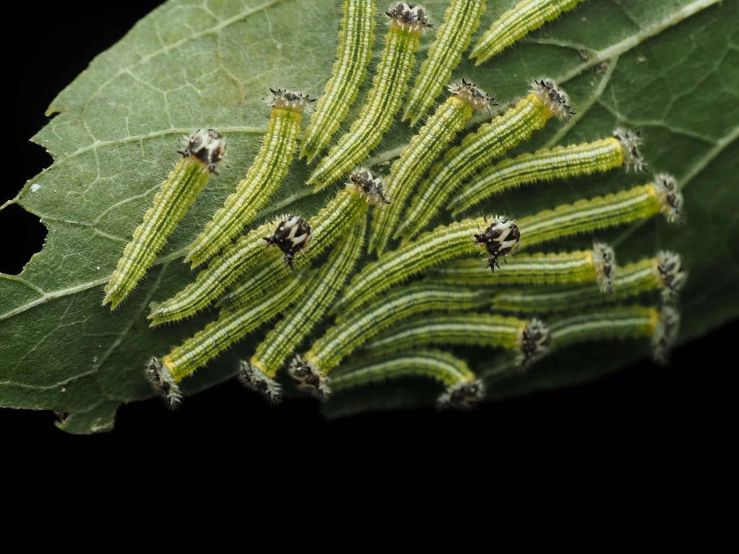A cool short from Mississippi, these caterpillars are those of Asterocampa sp. (either A. clyton or A. celtis). This genus of butterflies are known as the Hackberry emperors and are a type of Brushfooted butterfly in the family Nymphalidae. This is a