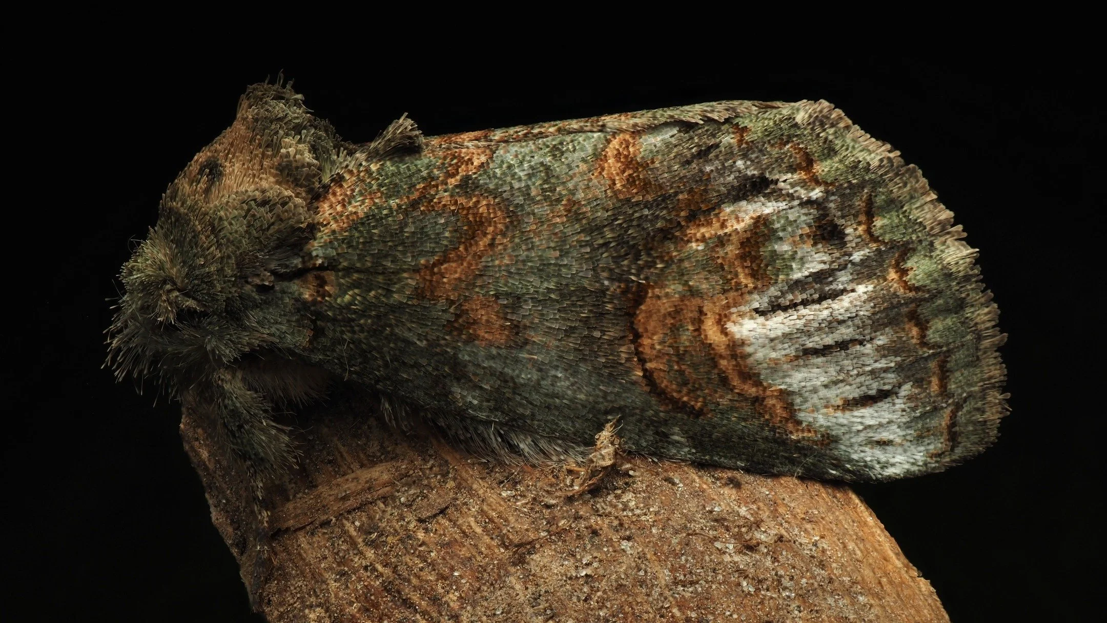 Today&rsquo;s featured insect comes from my trip to Mississippi, where I worked this past summer at the Mississippi Entomological Museum, one of the many species that came to my blacklight traps in the evenings. This small moth is Rifargia subrotata,