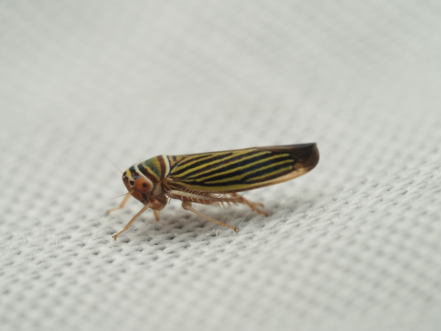 Today&rsquo;s featured insect comes from my stay in Mississippi where I interned at the Mississippi Entomological Museum. This awesome little Hemipteran is Tylozygus bifidus, a small species of sharpshooter in the family Cicadellidae, the typical lea