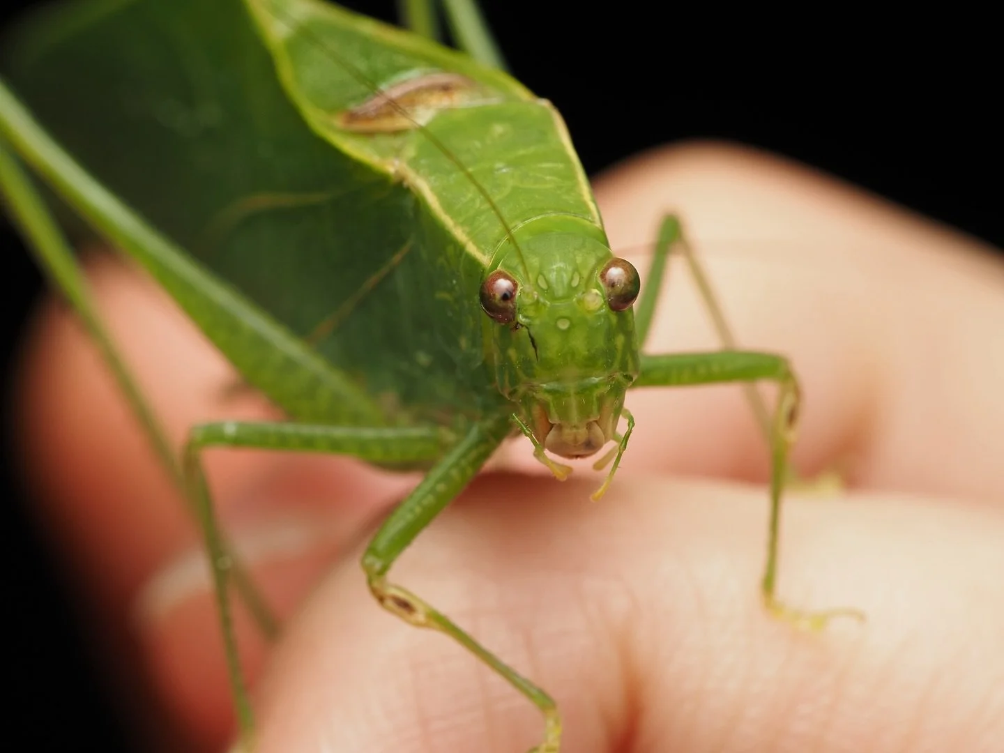 Today&rsquo;s featured insect comes from my stay in Mississippi where I interned at the Mississippi Entomological Museum. This is Microcentrum retinerve, the Lesser anglewing katydid, one of the most common species of katydid that is found in the Eas