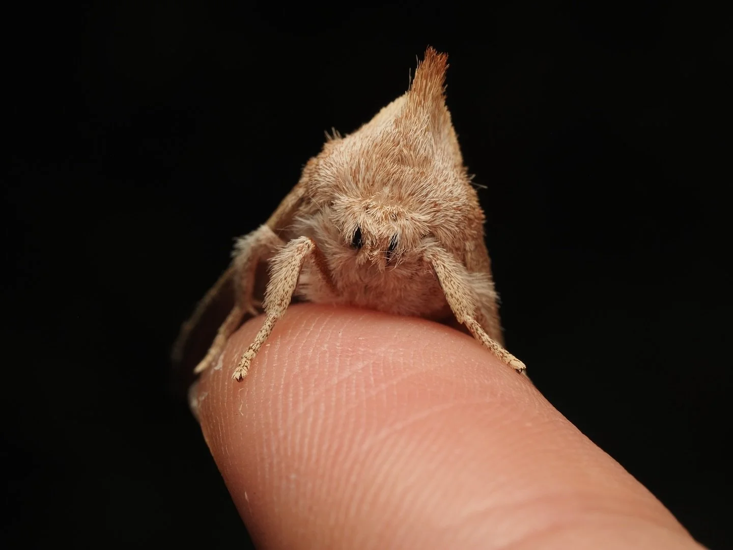 Today&rsquo;s featured insect comes from my trip to Mississippi, where I worked this past summer at the Mississippi Entomological Museum, one of the many species that came to my blacklight traps in the evenings. This moth is Nadata gibbosa, the White