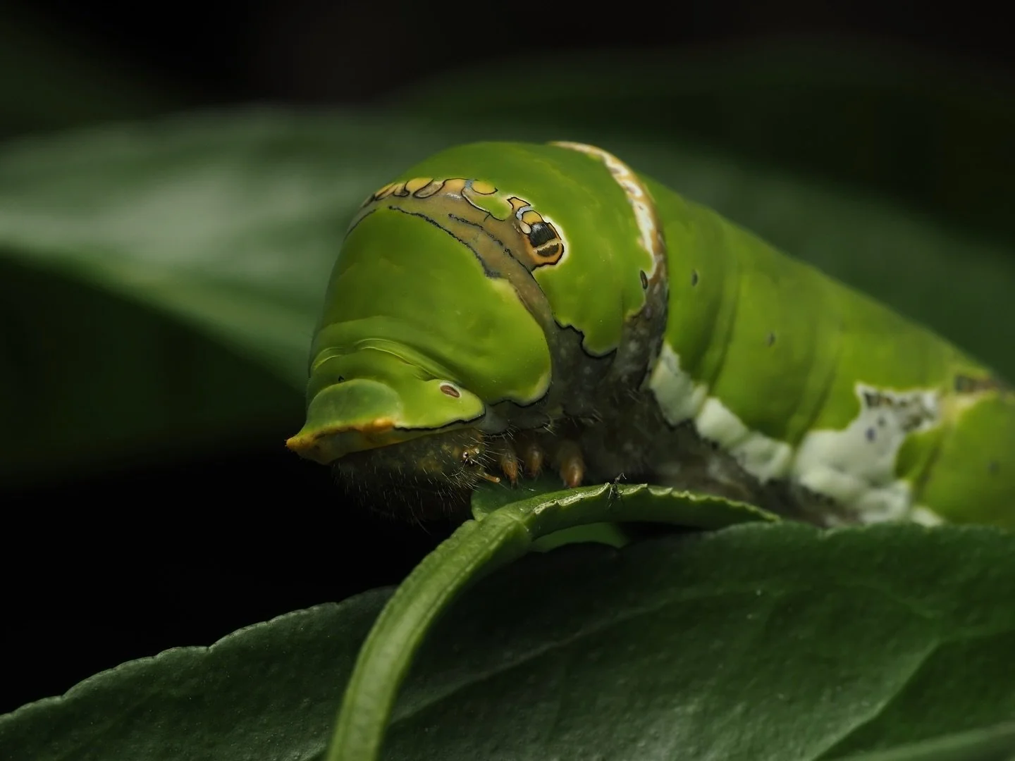 Today&rsquo;s featured insect comes from my trip to the Philippines, specifically in Manila. I got the amazing opportunity to take some macro photos of the insects found within the Mandaluyong Elementary School. Within their courtyard were these awes