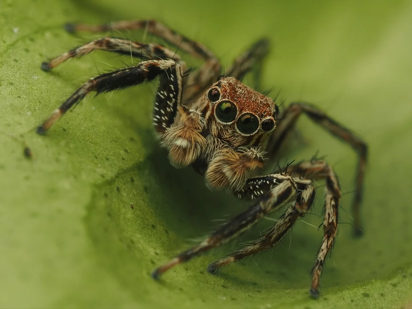 Another fun invert post from my trip to the Philippines, specifically in Manila. This macro comes from the Mandaluyong Elementary School, where I got the chance to explore their courtyard and gardens. This cute little jumping spider is Plexippus pete