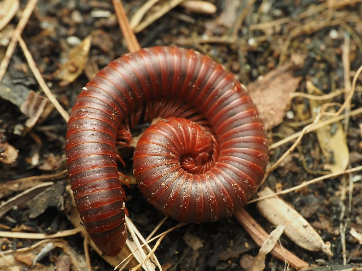 Today&rsquo;s featured invertebrate comes from my trip to the Philippines, specifically in Manila. I got the amazing opportunity to take some macro photos of the invertebrates found within the Mandaluyong Elementary School. Trigoniulus corallinus, th