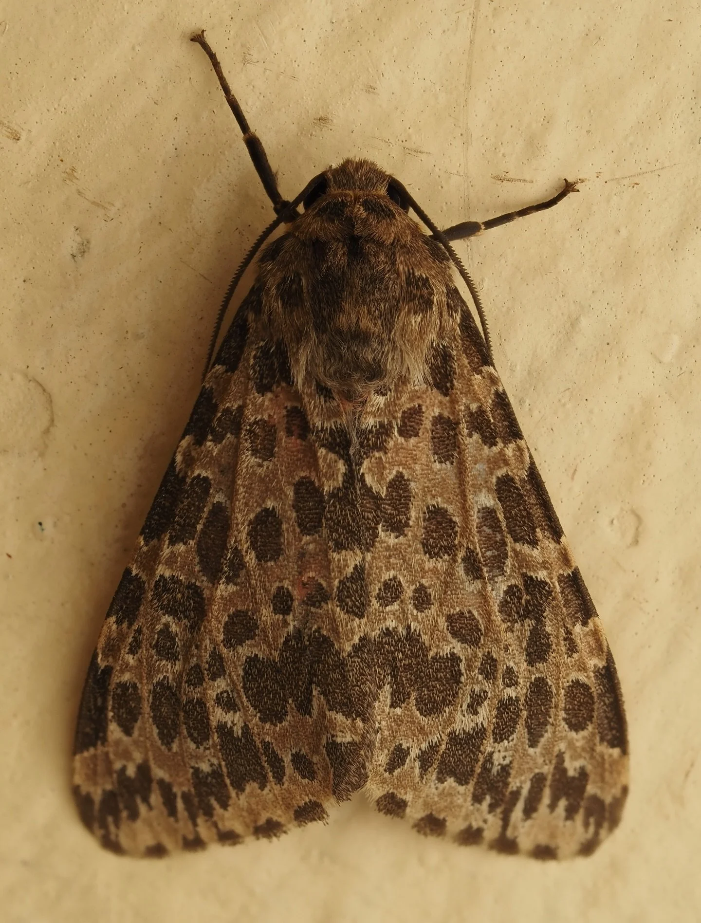 Today&rsquo;s featured insect comes from my trip to the Philippines, specifically in Manila. I got the amazing opportunity to take some macro photos of the insects found within the Mandaluyong Elementary School. This is Olepa ricini, a species of tig