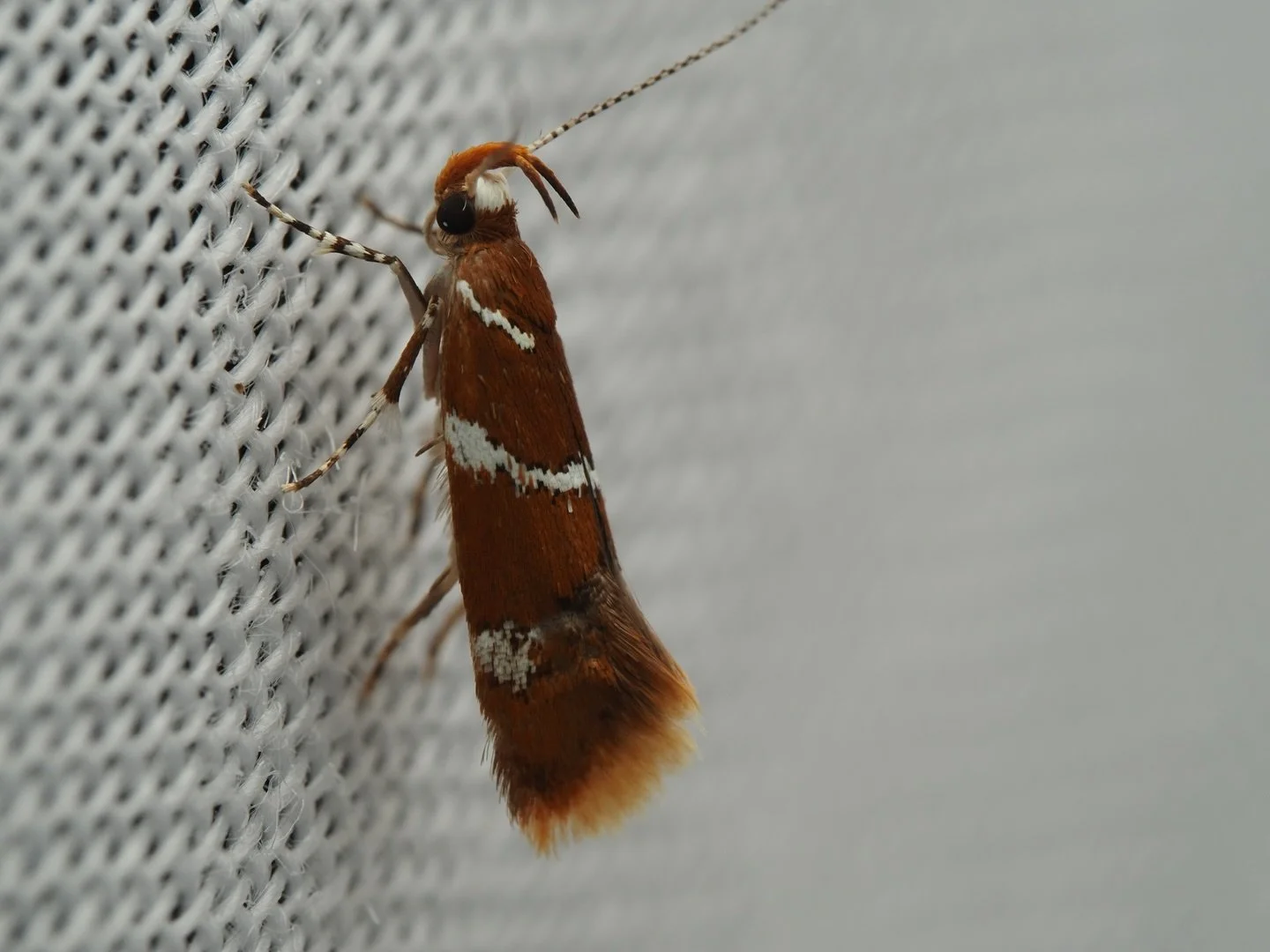 Today&rsquo;s featured insect comes from my trip to Mississippi, where I worked this past summer at the Mississippi Entomological Museum, one of the many species that came to my blacklight traps in the evenings. This tiny moth is Promalactis suzukiel