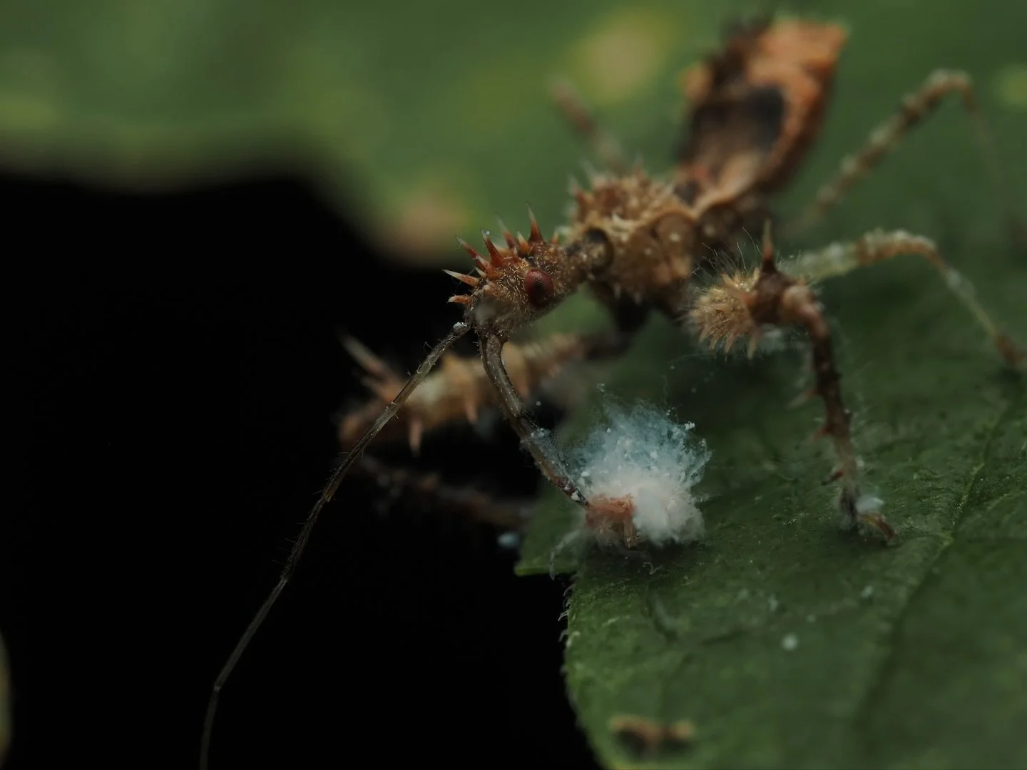 Today&rsquo;s featured insect comes from my trip to Mississippi, where I worked this past summer at the Mississippi Entomological Museum. This was a cool prey scene I observed one night while at the blacklight, a juvenile Sinea spinipes, the Spiny As