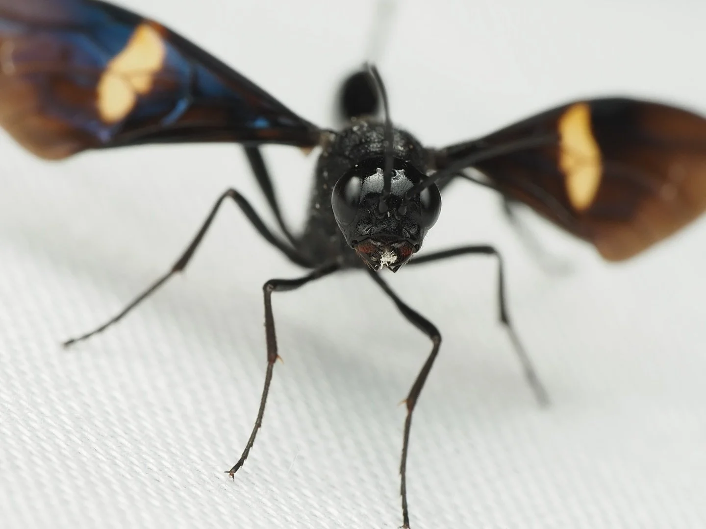 Today&rsquo;s featured insect comes from my trip to Mississippi, where I worked this past summer at the Mississippi Entomological Museum, one of the many species that came to my blacklight traps in the evenings. This is Pristaulacus fasciatus, a spec