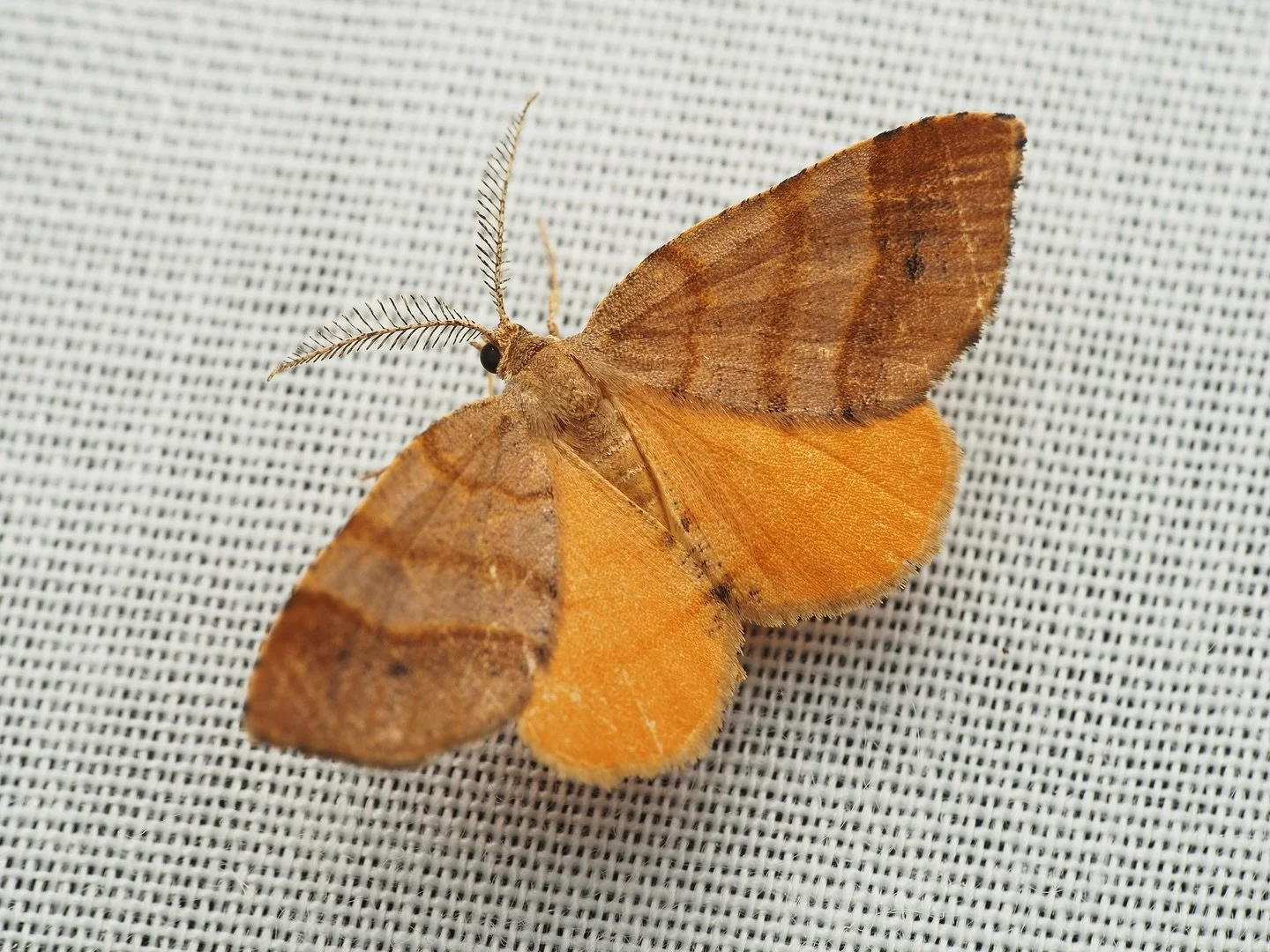 Today&rsquo;s featured insect comes from my trip to Mississippi, where I worked this past summer at the Mississippi Entomological Museum, one of the many species that came to my blacklight traps in the evenings. Probably the most appropriately fittin