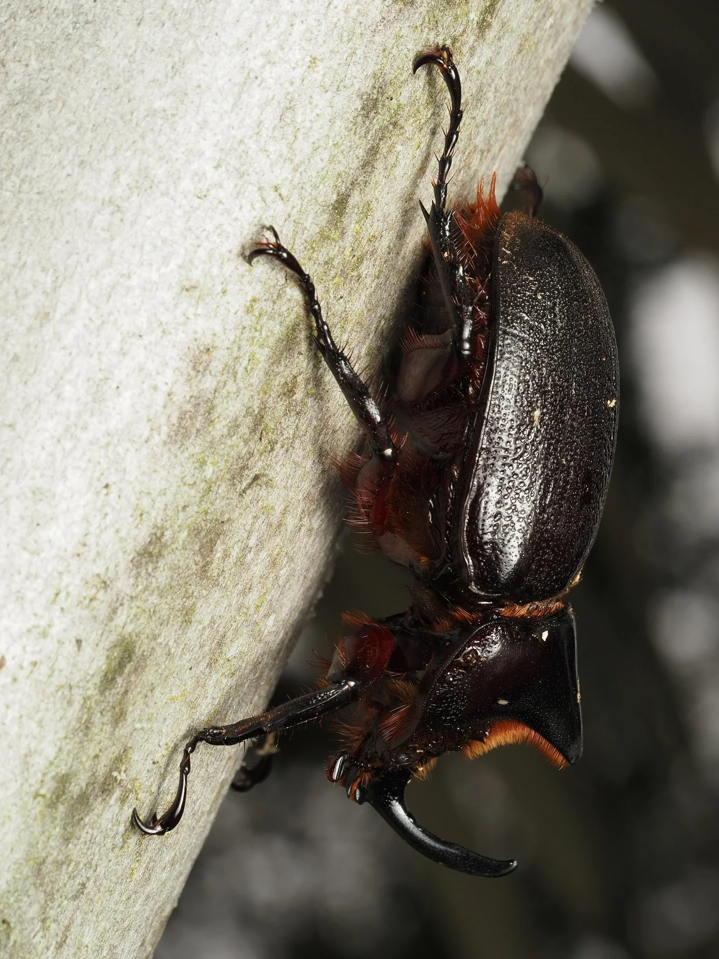 Heterogomphus schoenherri was one of the largest species of rhinoceros beetles I saw while in Colombia. I was so absolutely lucky to see this amazing beetle, especially a male of this size. Males have prominent horns that they use in duels with other