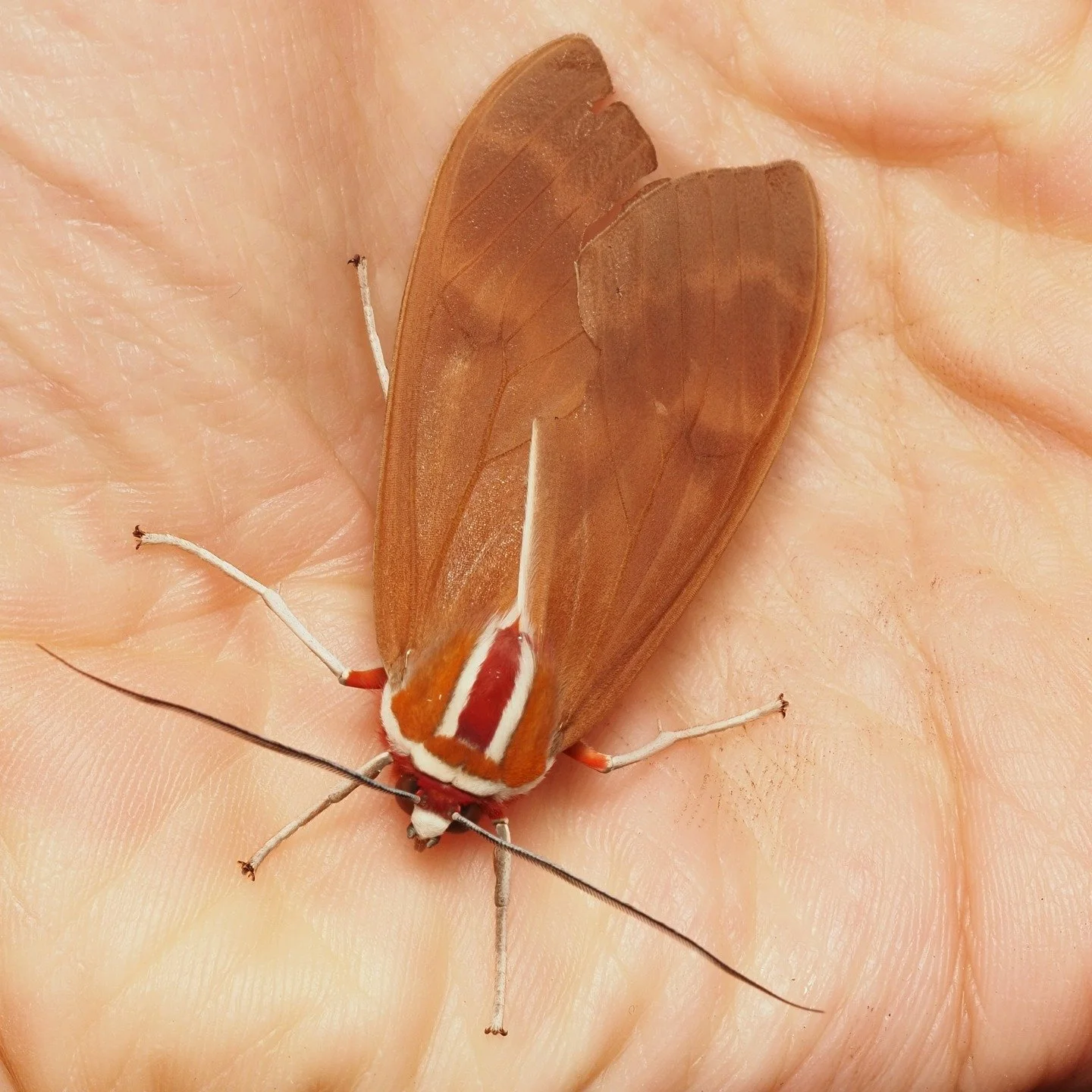 Today&rsquo;s featured moth comes from the magical village that inspired the movie Encanto, Salento, Colombia! This uncommon tiger moth is Amastus coccinator, a rather large species characterized by its red body and white lines that run through its t