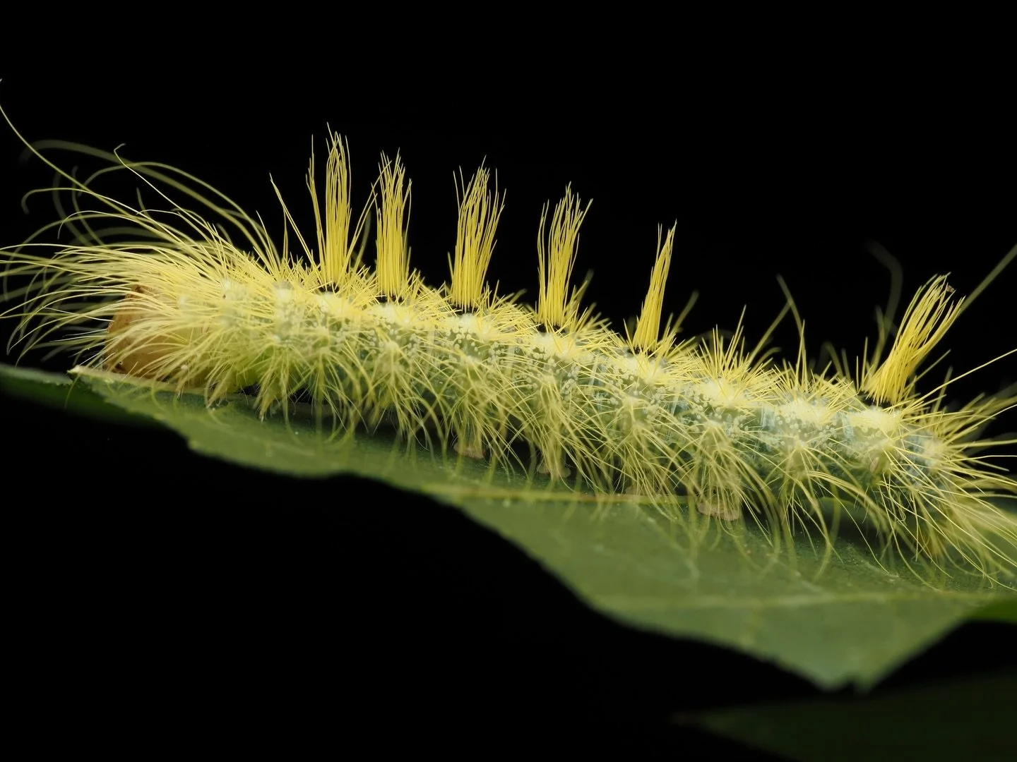 Today&rsquo;s featured insect comes from my trip to Mississippi, where I worked this past summer at the Mississippi Entomological Museum. This caterpillar is the larva of Acronicta rubricoma, the Hackleberry dagger, a common species of Owlet moth (No
