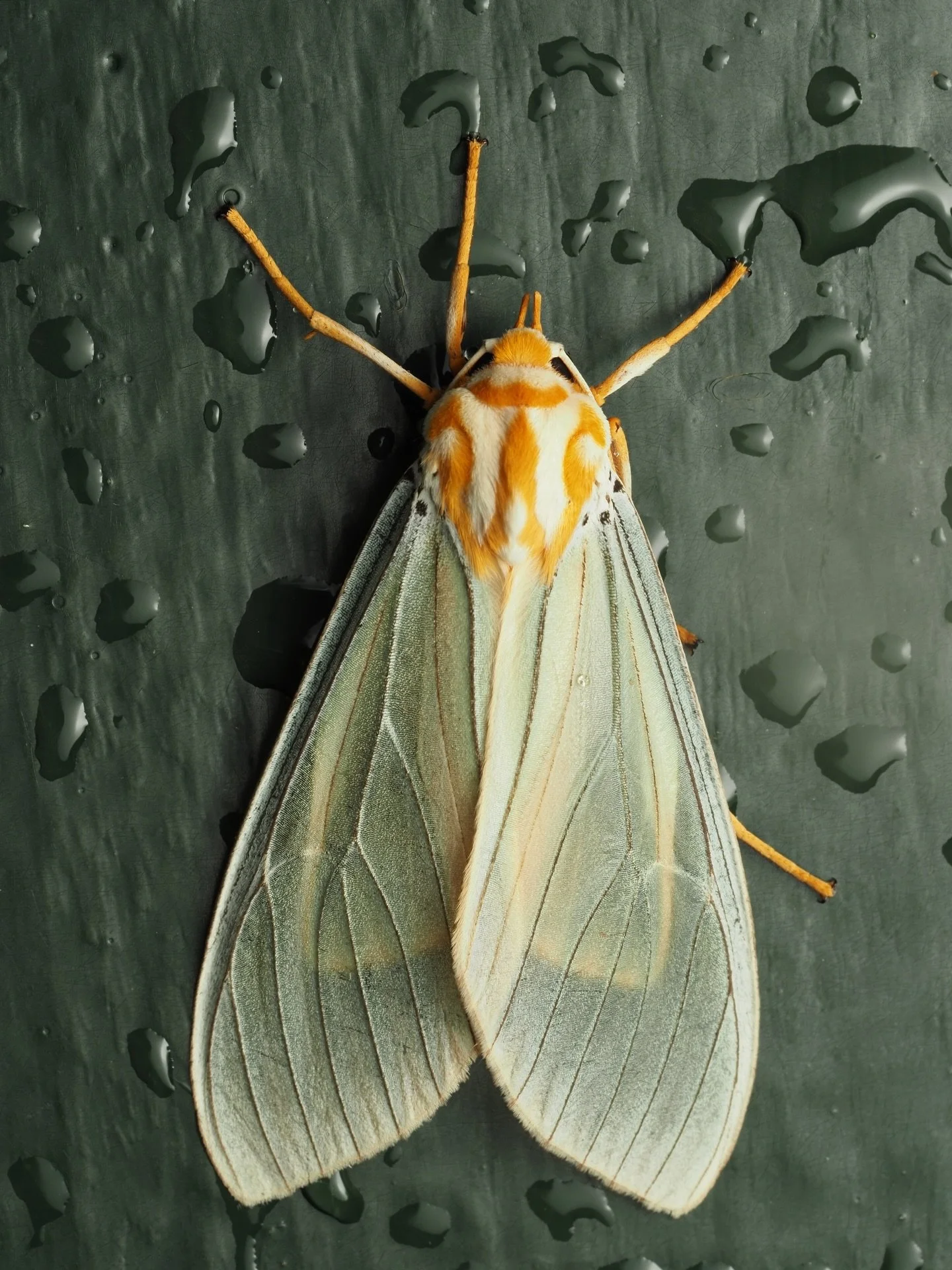 Today&rsquo;s featured moth comes from the magical village that inspired the movie Encanto, Salento, Colombia! This beautiful tiger moth is Amastus thalassina, an amazing tiger moth that covered the walls of the small townhouses. Hundreds of moths to