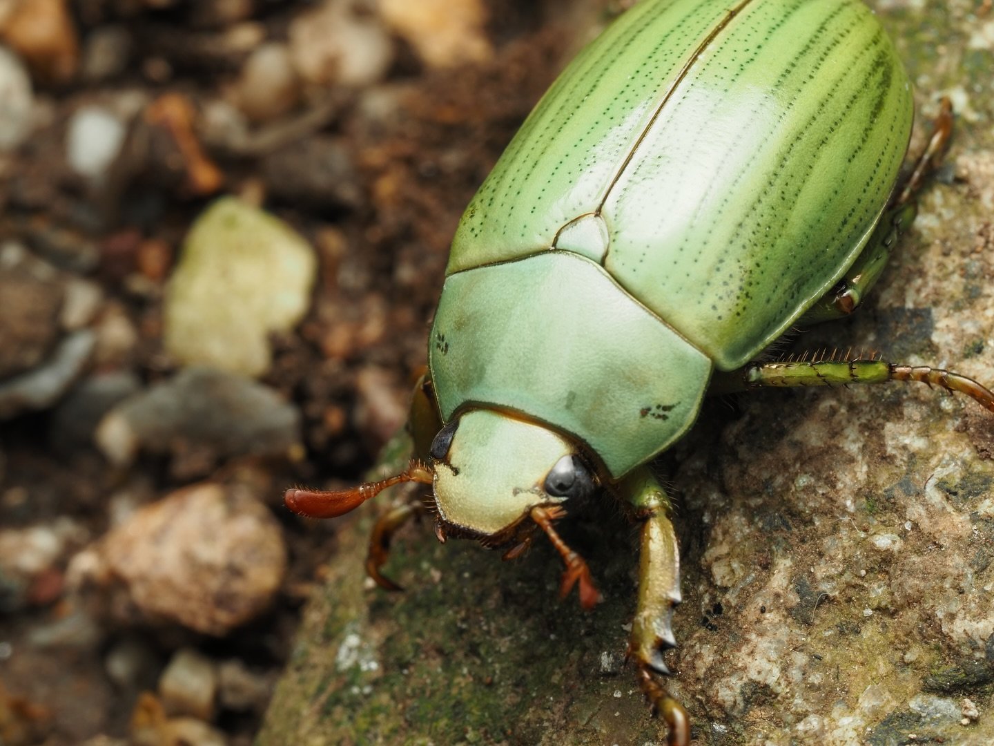 The night of my last day in Pereira, Colombia, this cute green scarab, Pelidnota prasina, flew into the room attracted to the indoor lights. It&rsquo;s part of the genus Pelidnota, commonly referred to as the precious metal scarabs, a gargantuan genu