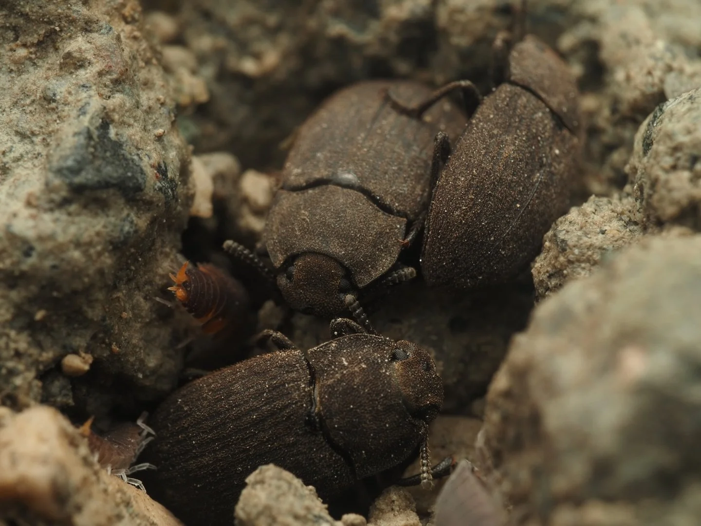Under the streets and sidewalks of Manila live a whole world of invertebrate life. While exploring the bustling streets with my camera, I came across this group of adult Gonocephalum sp. sheltering under the cracks in the sidewalks. This genus, commo