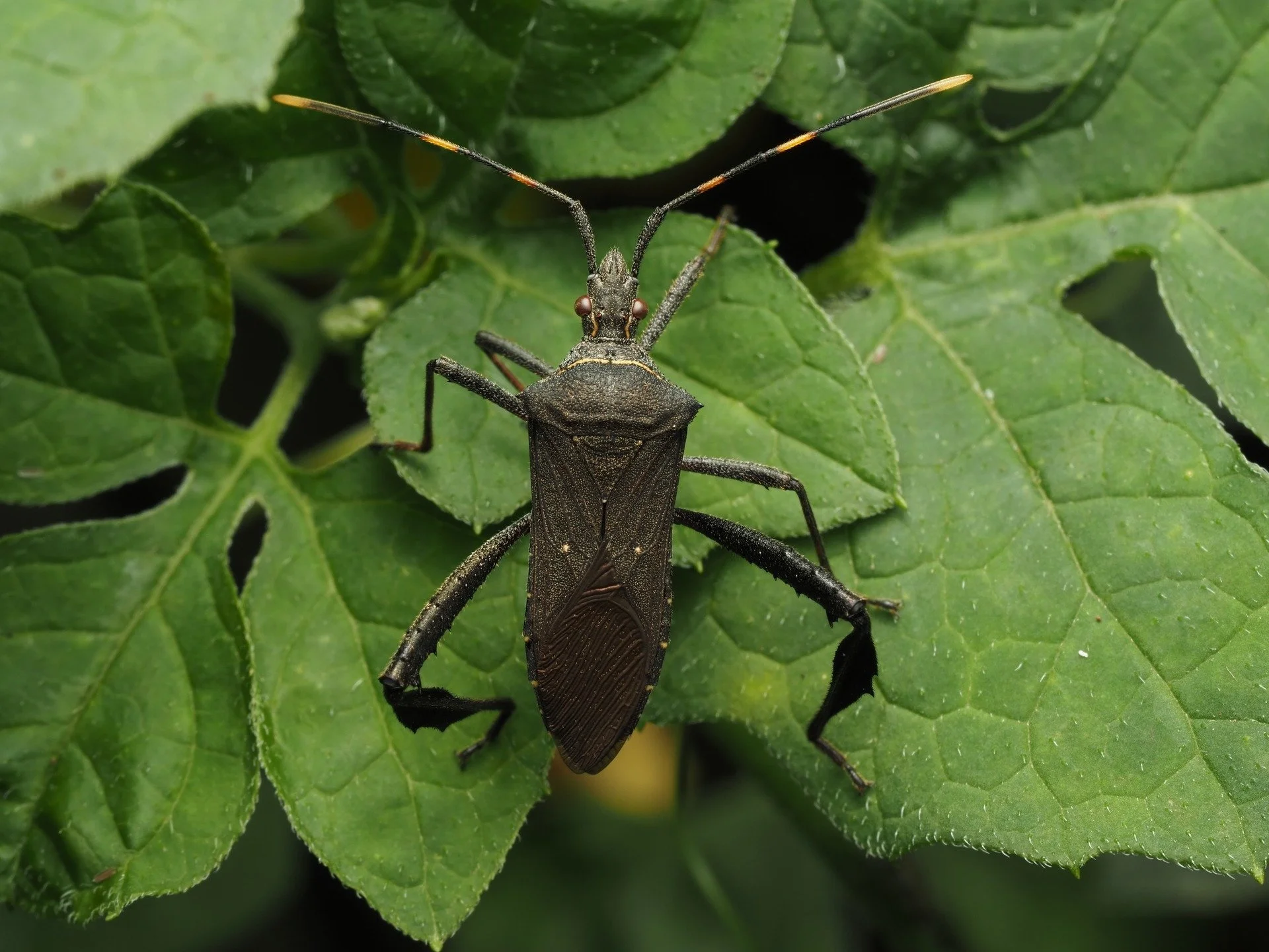 300 follower special! Today I am sharing an incredible photo from my 2025 Colombia trip. This is Leptoglossus gonagra, the citron bug, a species of Leaf-footed bug (Family Coreidae) found worldwide. Measuring about 18 mm, it features a dark body with