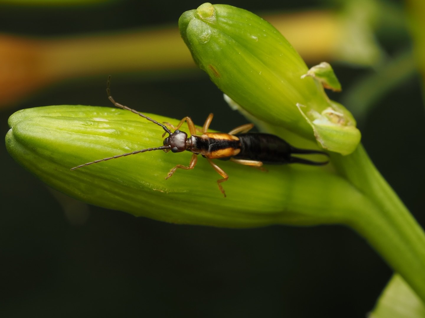 Today&rsquo;s featured insect comes from my 2025 trip to Colombia, specifically the coffee region of Marsella! 

This earwig is what I believe to be Doru luteipes, a species of Common earwig in the family Forficulidae. Doru is a common New World genu