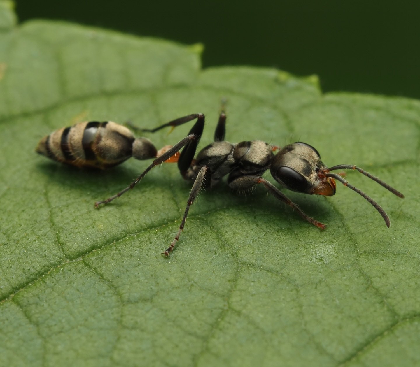Today&rsquo;s featured insect comes from my 2025 trip to Colombia, specifically the coffee region Pereira! 

This is Pseudomyrmex gracilis, a highly variable species of Neotropical ants. Due to its high variability P. gracilis is a species complex, a