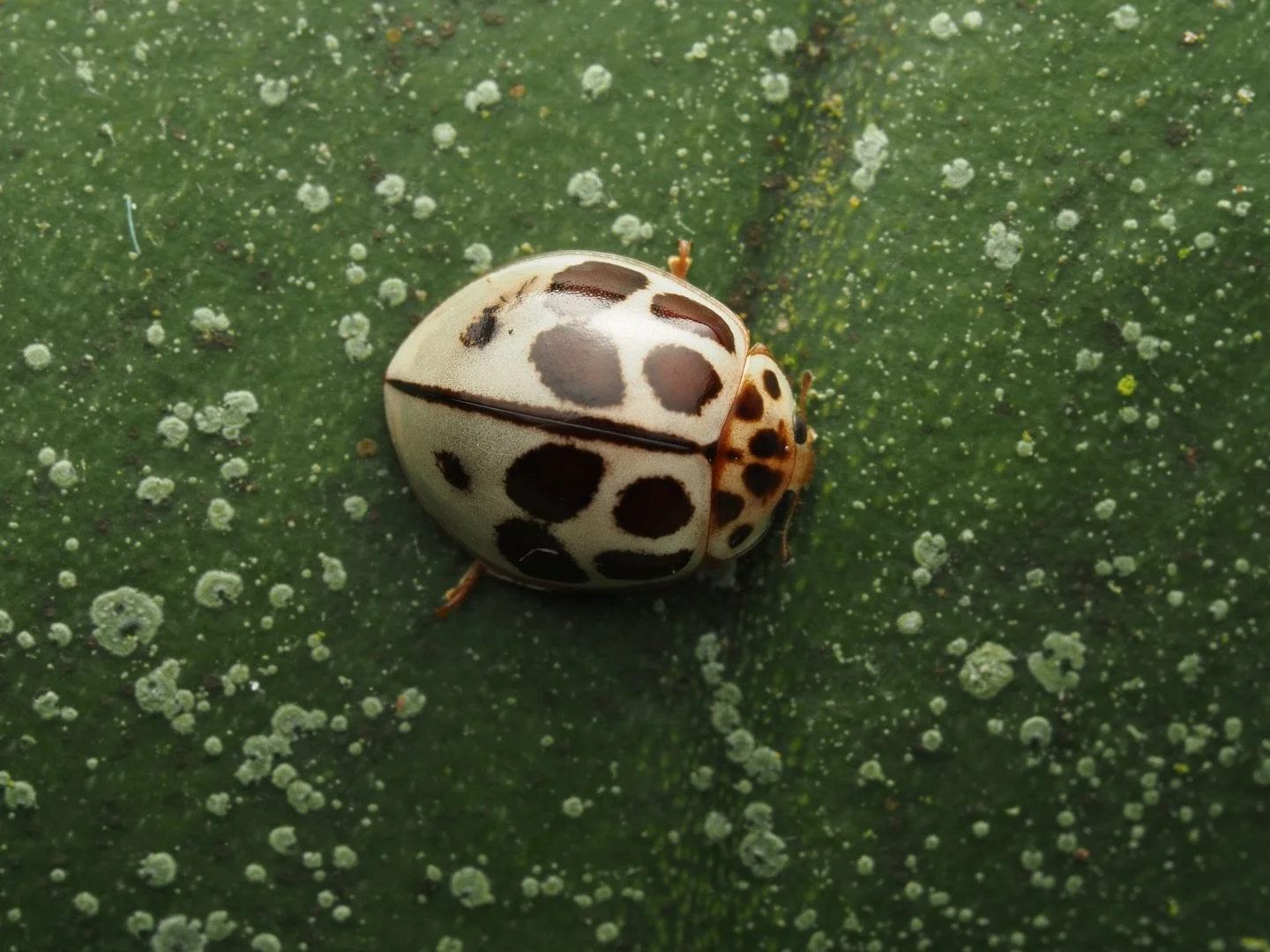 This ladybug, in the family Coccinellidae, is Jaguarita vogli. J. vogli is a small species of white and maroon colored ladybeetle native to the forests of Central America: having a range that stretches from Southern Mexico to the Andes of Colombia. T