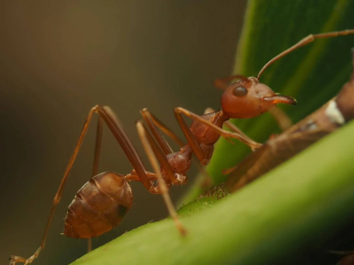 One of the most recognizable ants in South East Asia, Oecophylla smaragdina, the Asian Weaver Ant is a common arboreal species, adapted to thrive in the trees. This is not my first post on the Asian Weaver Ant, having shared a photo a couple of month