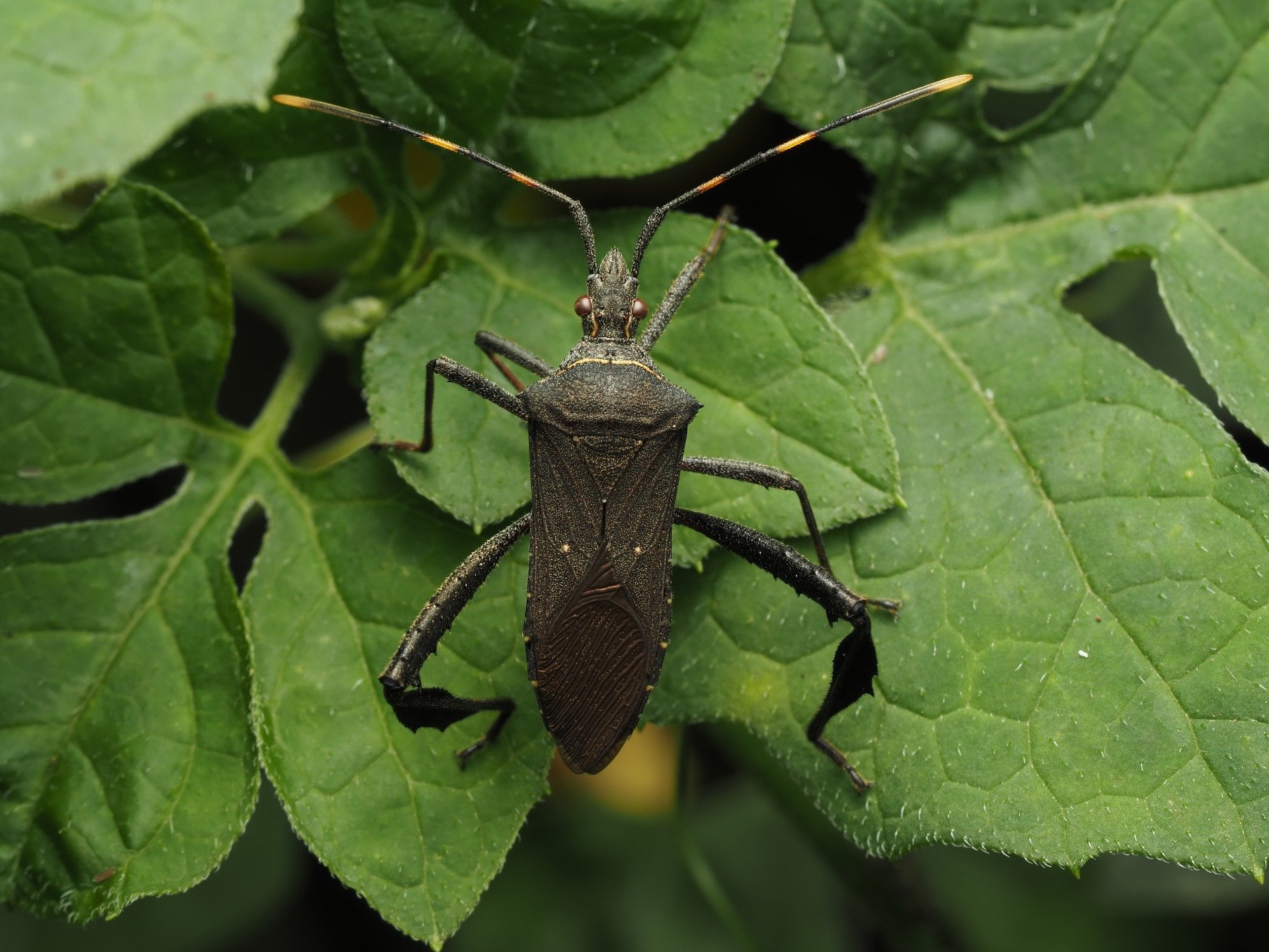 300 follower special! Today I am sharing an incredible photo from my 2025 Colombia trip. This is Leptoglossus gonagra, the citron bug, a species of Leaf-footed bug (Family Coreidae) found worldwide. Measuring about 18 mm, it features a dark body with