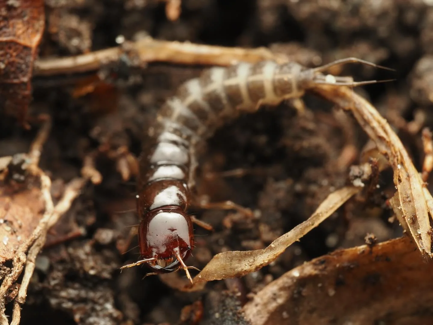 This is an interesting photo I dug up from the depths of my files. This is the larva of some sort of ground beetle in the family Caribidae. I believe I took this in the Tenafly, New Jersey area. Like most ground beetles, both larval and adult stages 