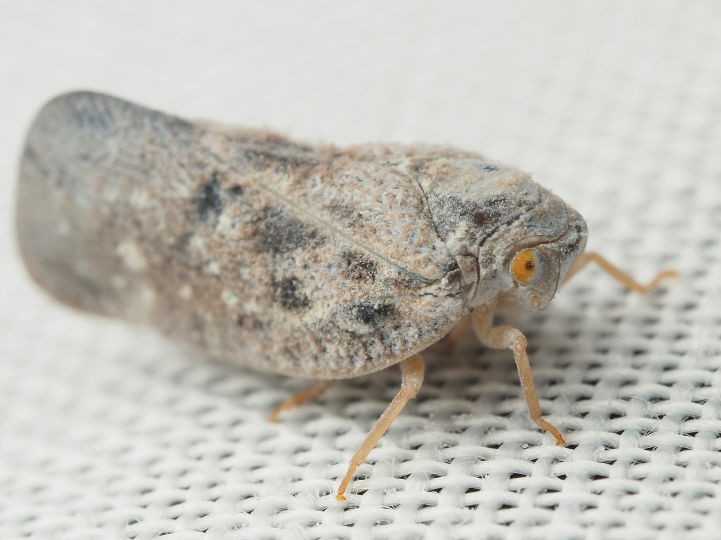 Today&rsquo;s featured insect comes from my trip to Mississippi, where I worked this past summer at the Mississippi Entomological Museum. This is Metcalfa pruinosa, the Citrus flatid planthopper, a species of sap-feeding insect, in the order Hemipter