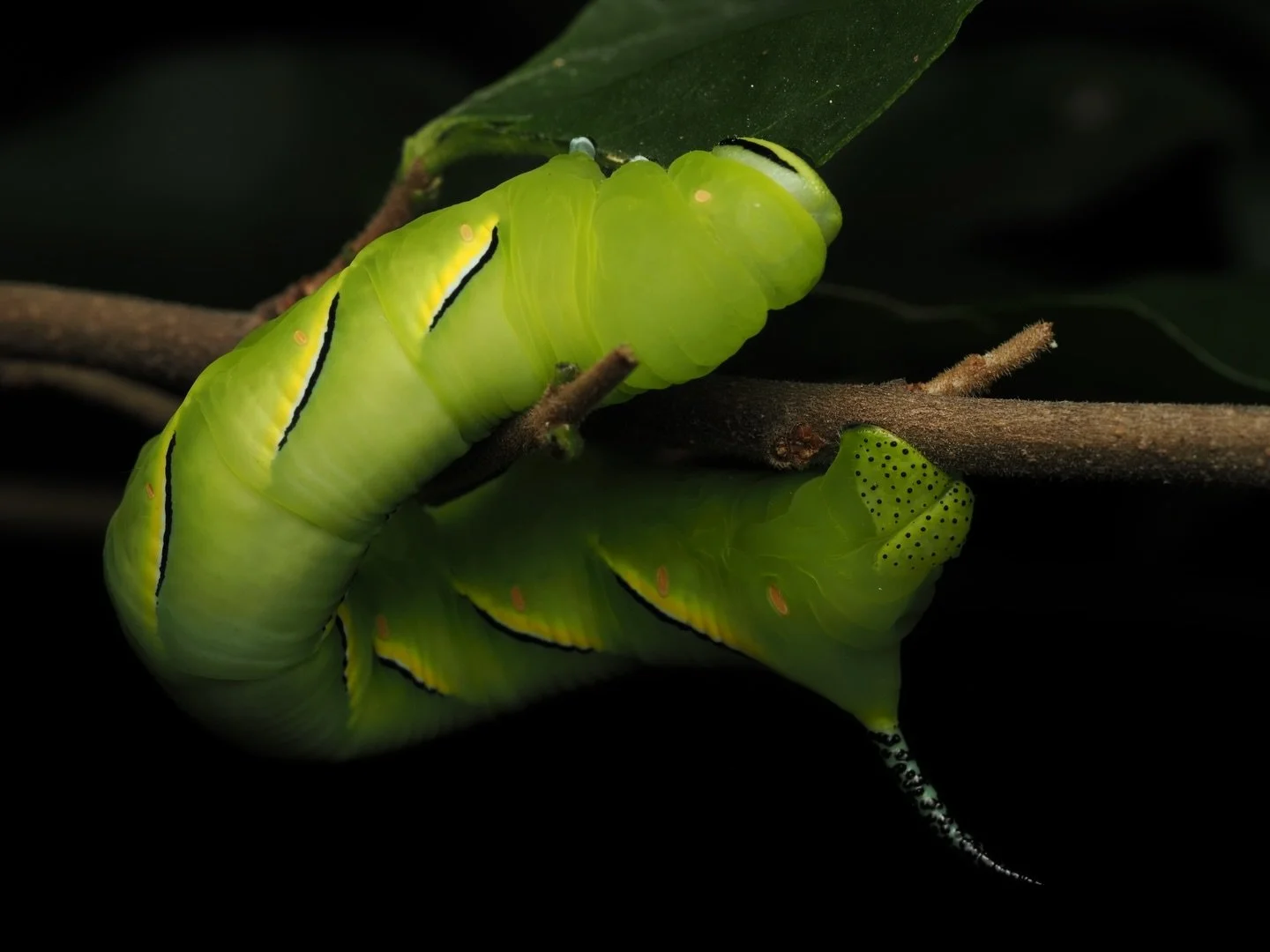 Today&rsquo;s featured insect comes from my trip to Mississippi, where I worked this past summer at the Mississippi Entomological Museum. This large hornworm caterpillar is the larva of Sphinx kalmiae, the Laurel Sphinx, a species of Sphinx moth (in 