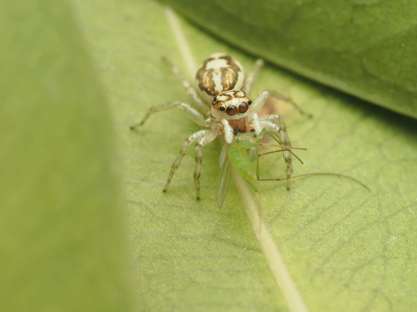 It&rsquo;s been a while since my last #Salticidsunday
This cute jumper is Phintelloides versicolor, the Multi-Coloured Phintella. A small jumping spider that is common throughout Asia: with a range stretching from Eastern Pakistan, East to Japan, and