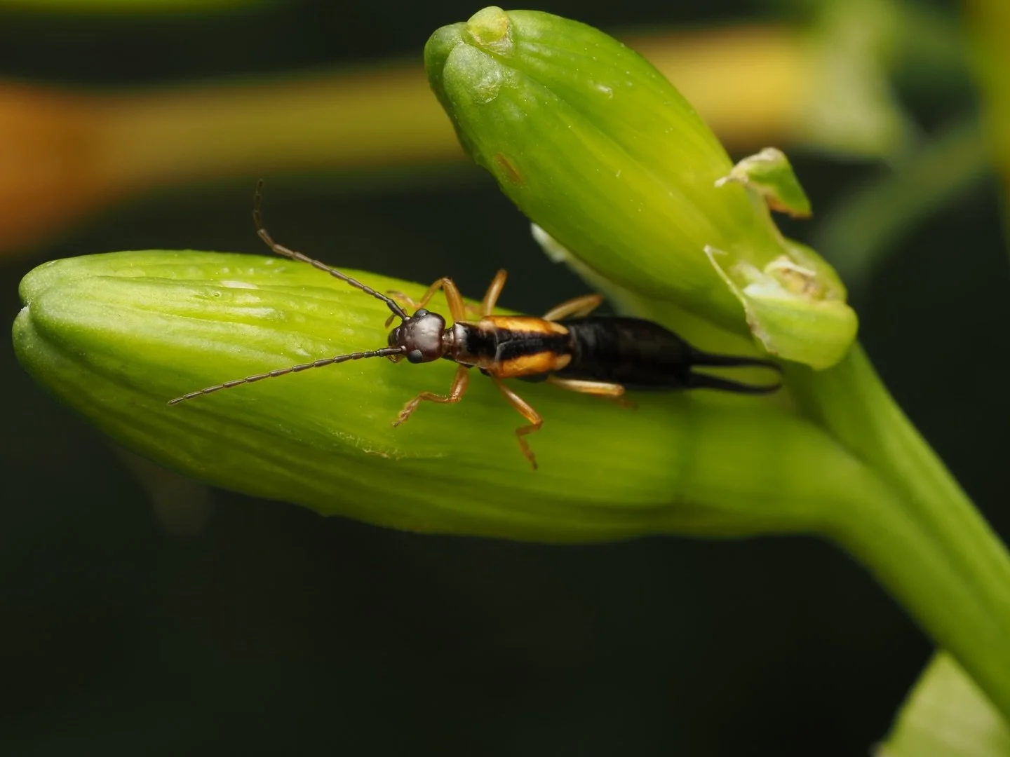 Today&rsquo;s featured insect comes from my 2025 trip to Colombia, specifically the coffee region of Marsella! 

This earwig is what I believe to be Doru luteipes, a species of Common earwig in the family Forficulidae. Doru is a common New World genu