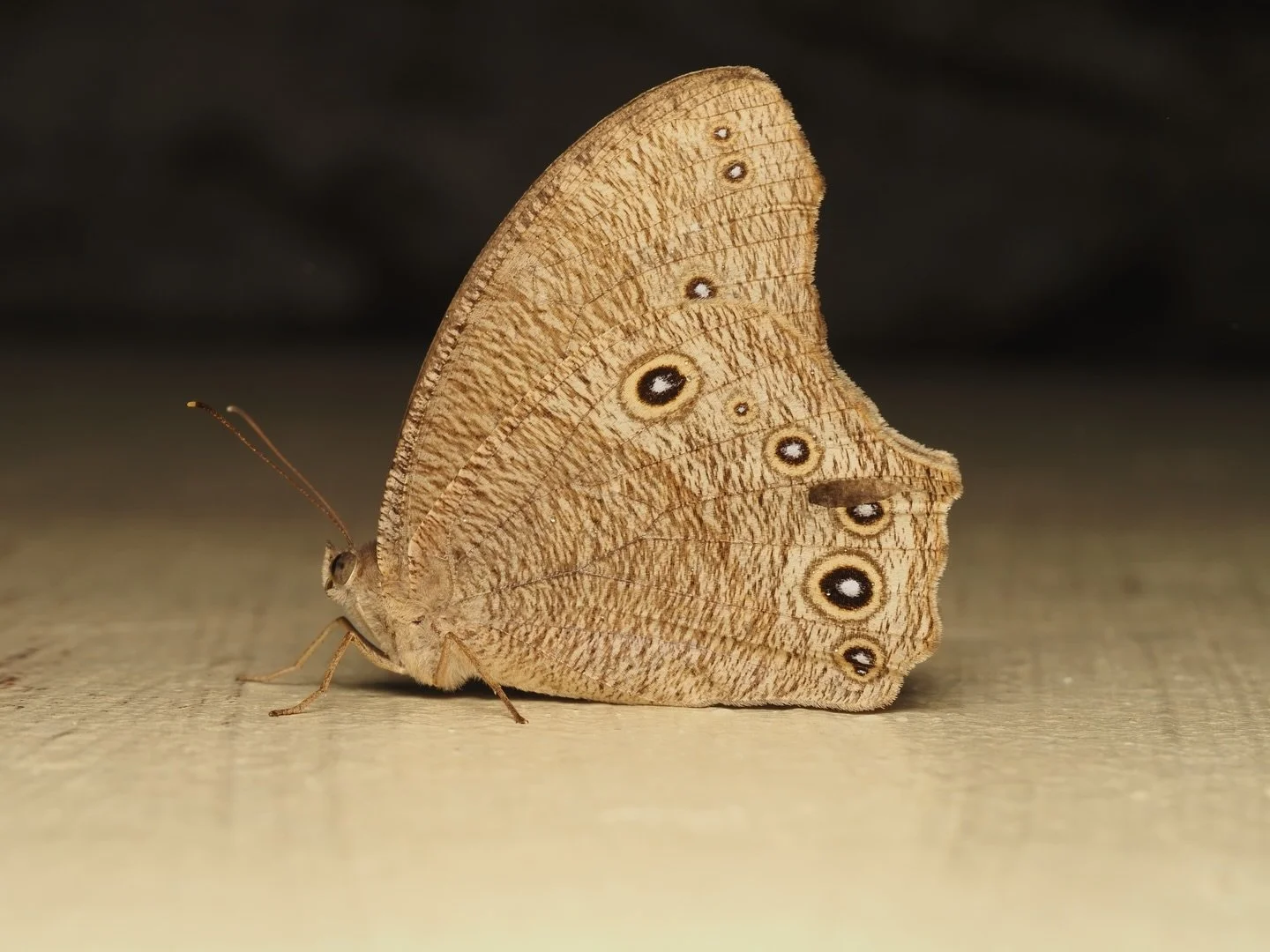 Birthday Post! Today&rsquo;s insect is a common species of butterfly, Melanitis leda, the common evening brown. M. leda has a huge range, being abundant throughout Africa, South Asia, Southeast Asia, and Australia. They get their common name from the