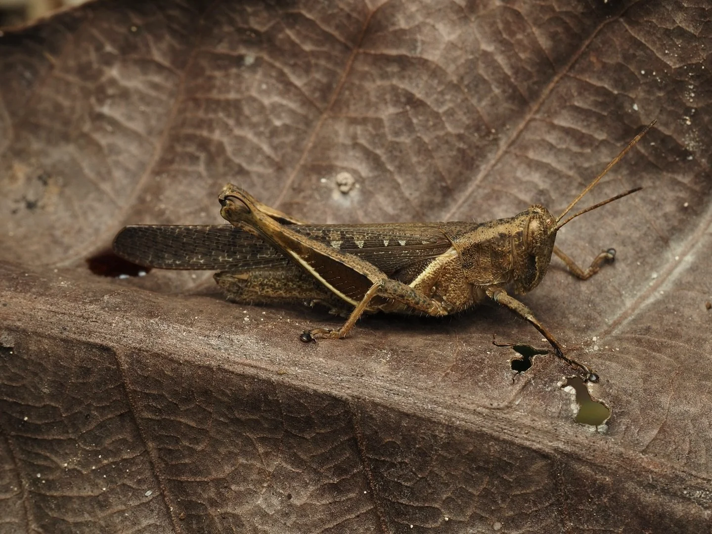 Today&rsquo;s featured insect comes from my recent trip to Colombia, specifically the Cartagena region! This has been my best trip for macro photography yet! As my skills are getting better and better expect to see content of ever increasing quality.