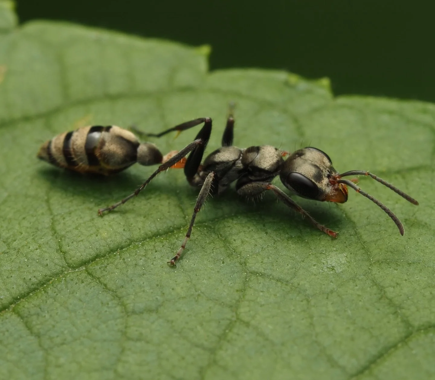Today&rsquo;s featured insect comes from my 2025 trip to Colombia, specifically the coffee region Pereira! 

This is Pseudomyrmex gracilis, a highly variable species of Neotropical ants. Due to its high variability P. gracilis is a species complex, a